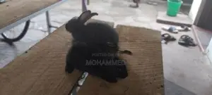 Rabbits