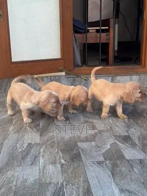 Cocker Spaniel Puppies