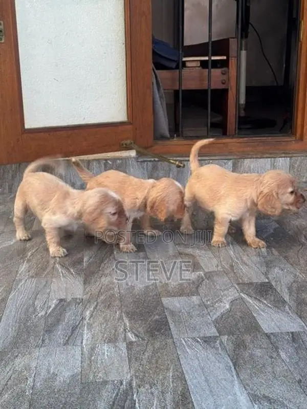 Cocker Spaniel Puppies