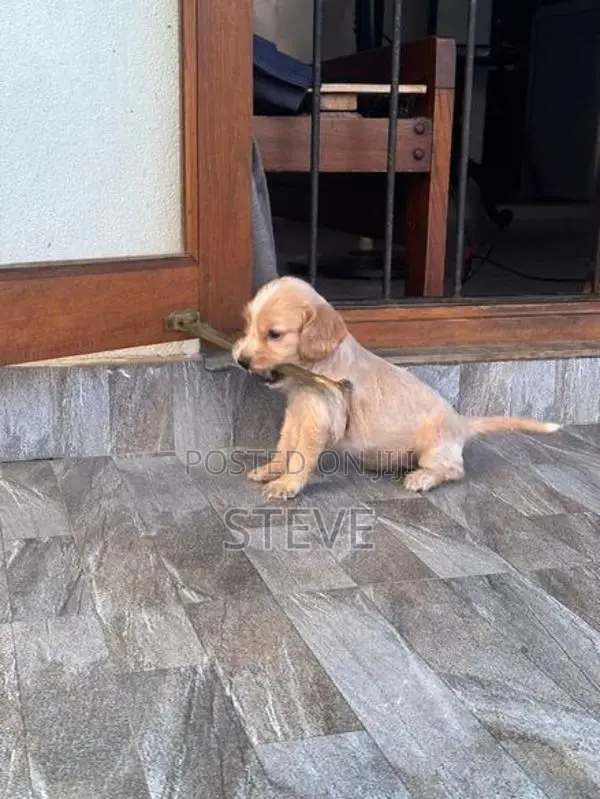Cocker Spaniel Puppies