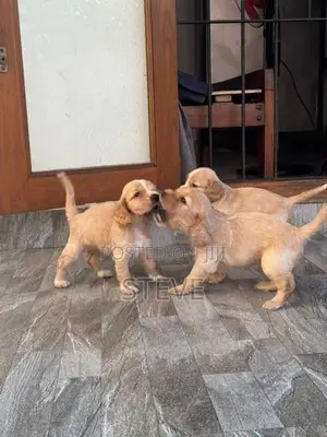 Cocker Spaniel Puppies