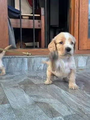 Cocker Spaniel Puppies