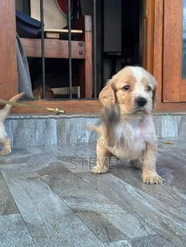 Cocker Spaniel Puppies