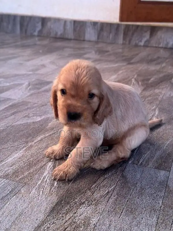 Cocker Spaniel Puppies