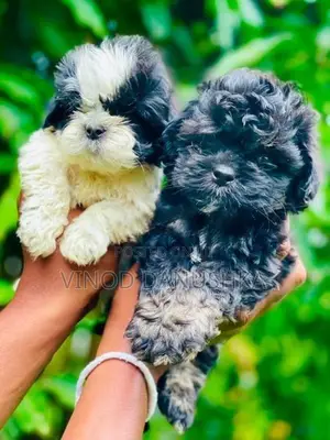 Shih Tzu Puppies