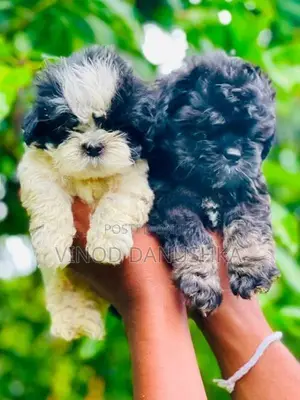 Shih Tzu Puppies