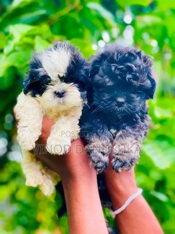 Shih Tzu Puppies