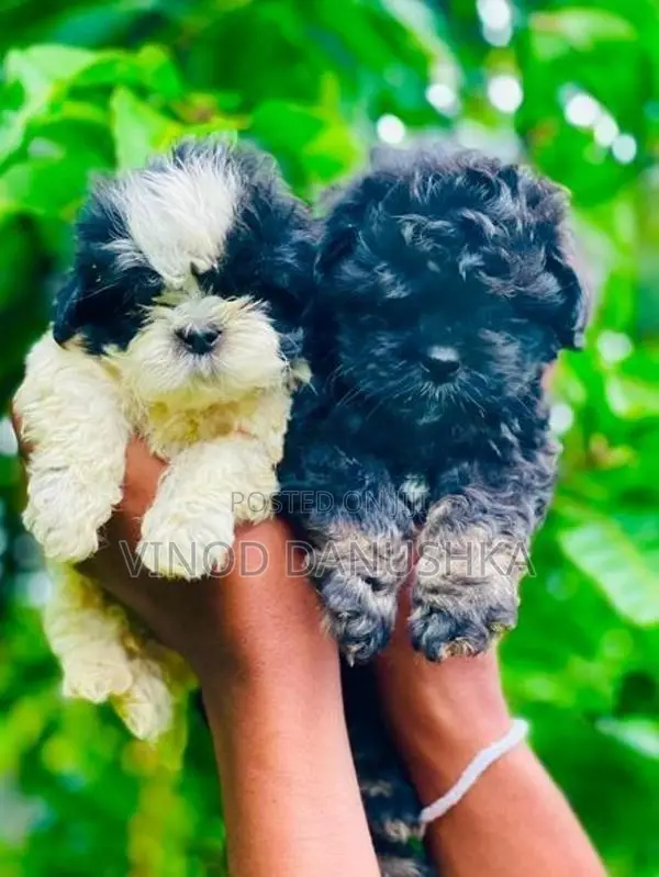 Shih Tzu Puppies