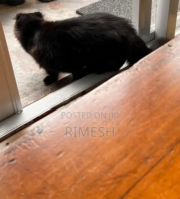2 Years Old Cat