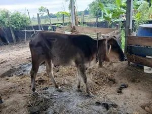 Farm Cow