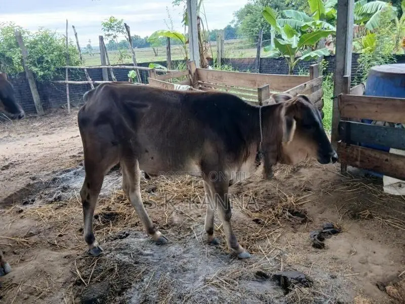 Farm Cow