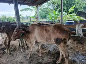 Farm Cow