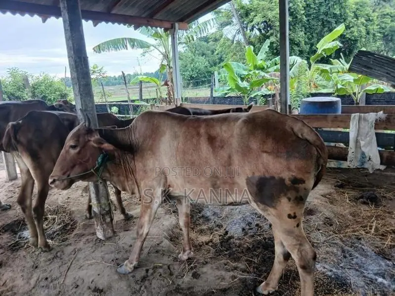 Farm Cow