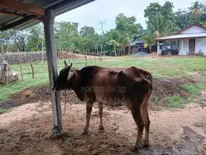 Farm Cow