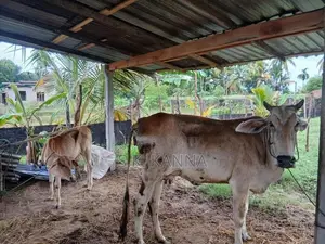 Farm Cow
