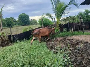 Farm Cow
