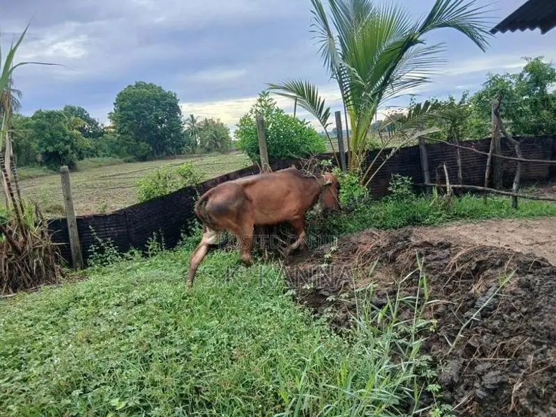 Farm Cow