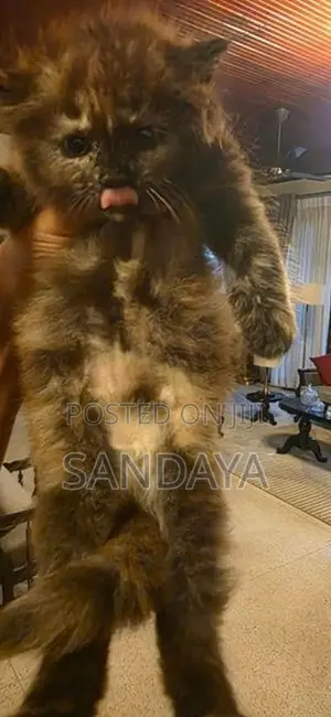 Persian Kittens