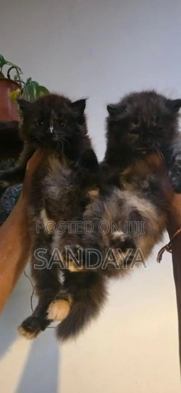 Persian Kittens
