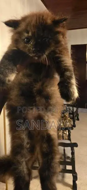 Persian Kittens