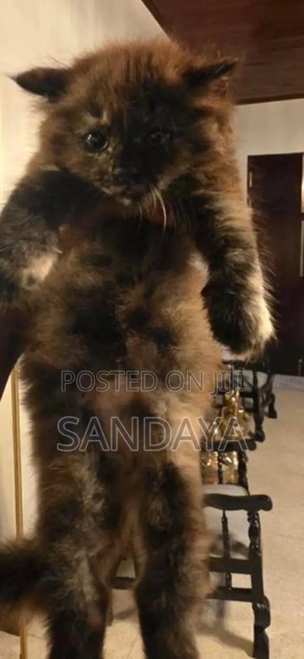 Persian Kittens