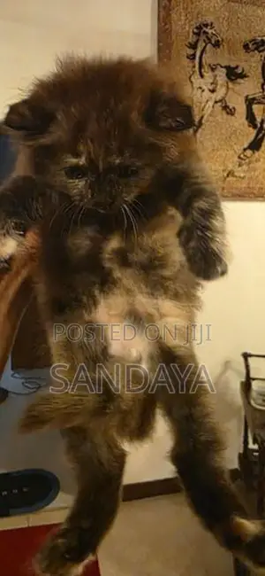 Persian Kittens