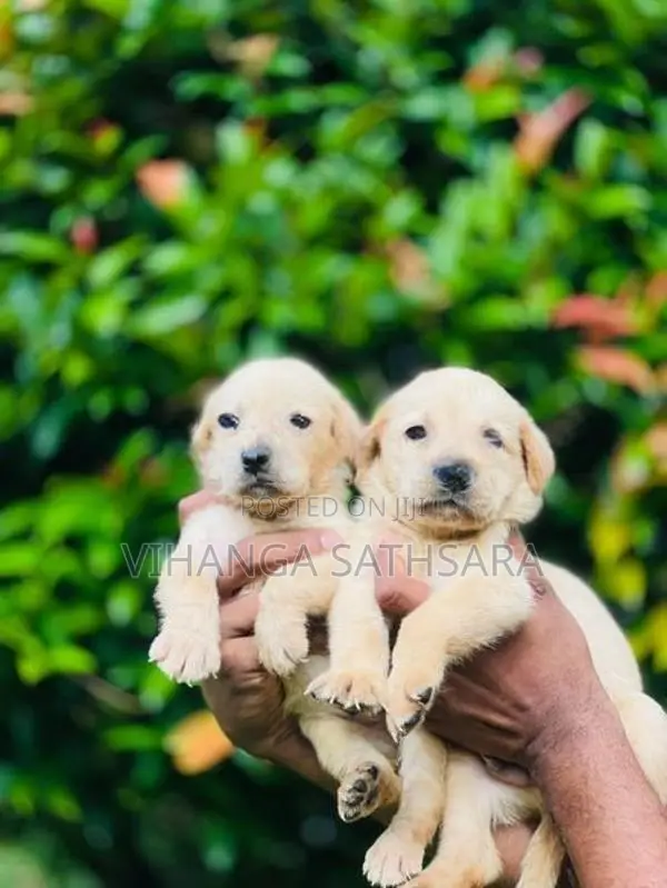 Labrador Puppies