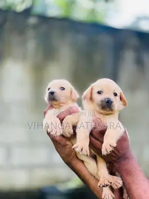 Labrador Puppies