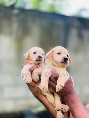 Labrador Puppies