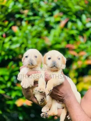 Labrador Puppies