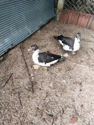 Ducks