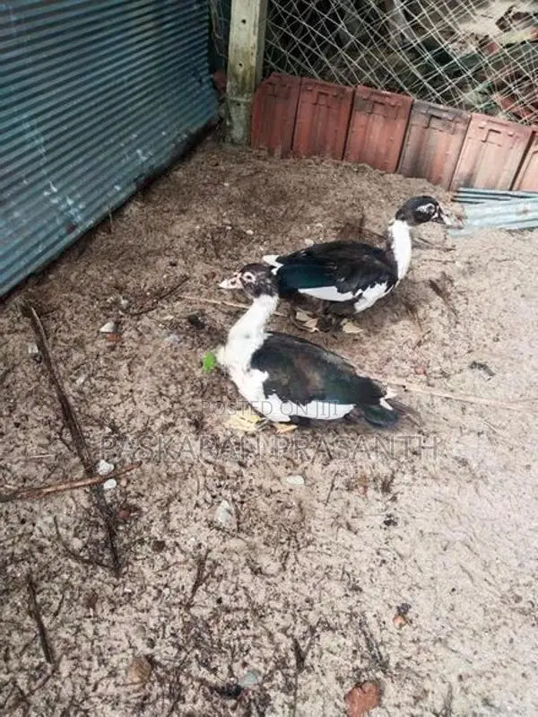 Ducks