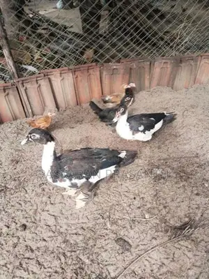 Ducks