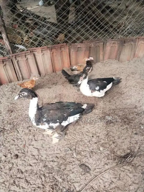 Ducks