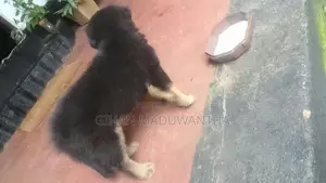 German Shepherd Longcoat Lion