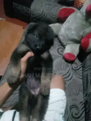 German Shepherd Longcoat Lion