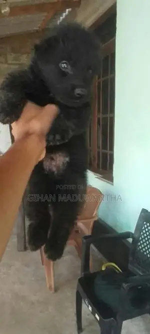 German Shepherd Longcoat Lion