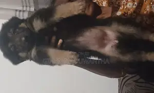 German Shepherd Longcoat Lion