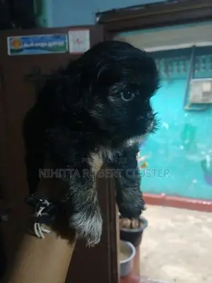 Shih Tzu Puppies