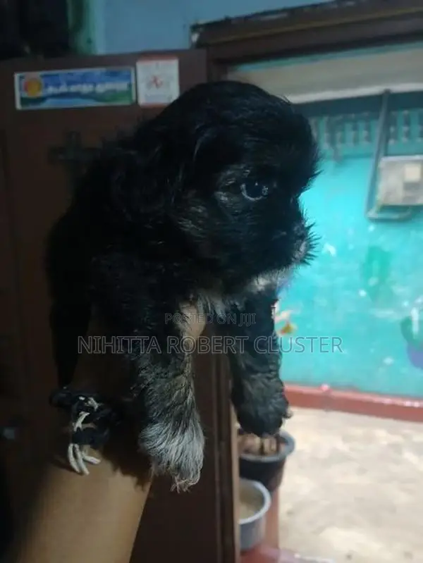 Shih Tzu Puppies