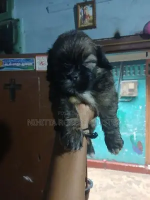 Shih Tzu Puppies