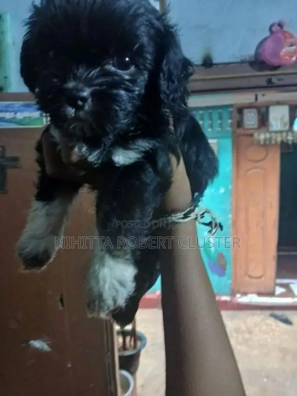 Shih Tzu Puppies