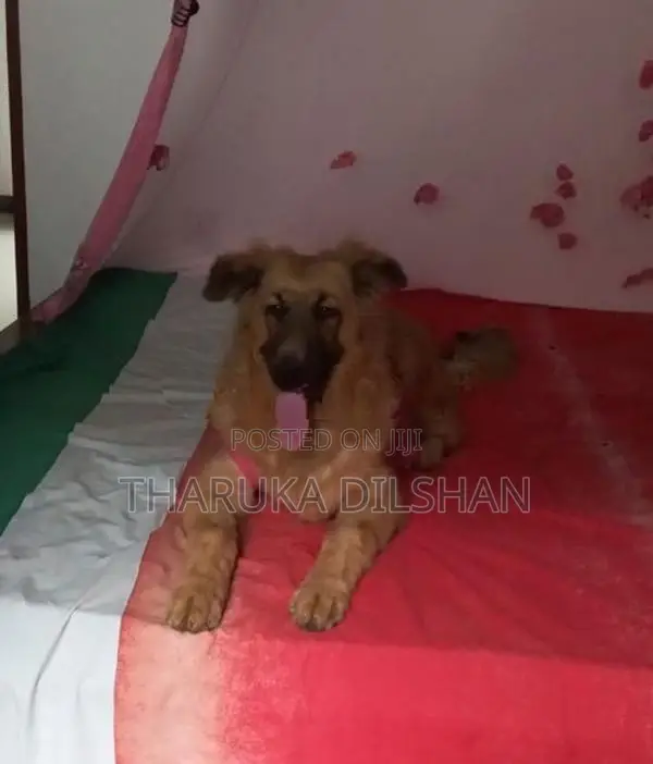 German Shepherd Long Coat Dog