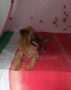 German Shepherd Long Coat Dog