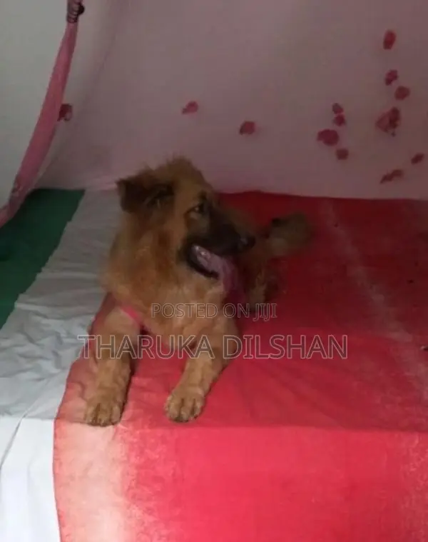 German Shepherd Long Coat Dog