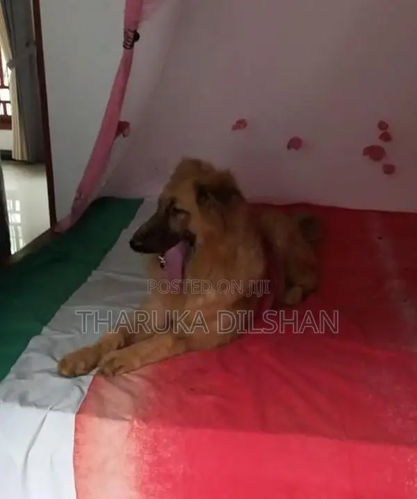 German Shepherd Long Coat Dog