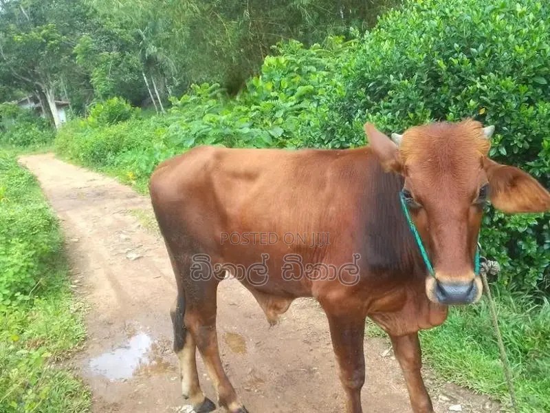 වස්සා