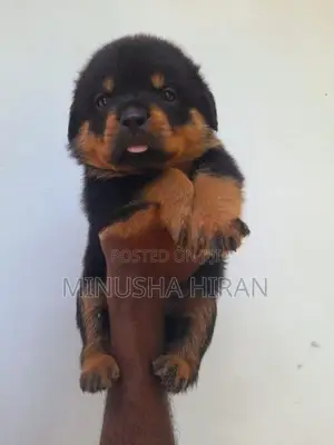 Rottweiler Puppy