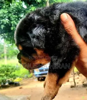 Rottweiler Puppy