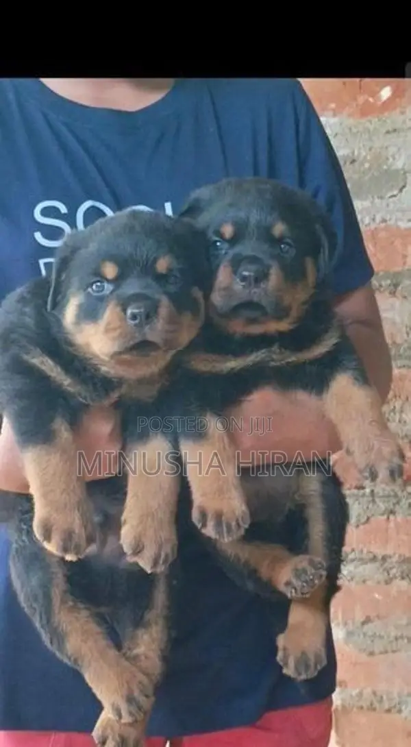 Rottweiler Puppy